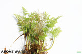 Water Sprite_Above Water Grown_Aquarium Plant For Sale