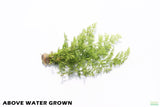 Water Sprite_Above Water Grown_Aquarium Plant For Sale
