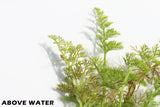 Water Sprite_Above Water Grown_Aquarium Plant For Sale