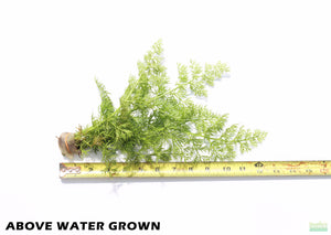 Water Sprite_Ceratopteris Thalicroides_Mega Hardy Plant_Aquarium Plants For sale_Aquarium Plant