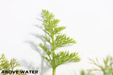 Water Sprite_Above Water Grown_Aquarium Plant For Sale