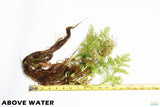 Water Sprite_Above Water Grown_Aquarium Plant For Sale