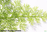 Water Sprite_Above Water Grown_Aquarium Plant For Sale