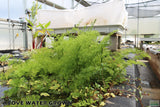Water Sprite_Above Water Grown_Aquarium Plant For Sale