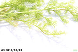 Water Sprite_Ceratopteris Thalicroides_Mega Hardy Plant_Aquarium plant for sale_aquarium plants for sale