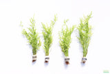 Water Sprite_Thalicroides_Thicer Leaves_Aquarium Plant For Sale