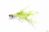 Water Sprite_Thalicroides_Thicer Leaves_Aquarium Plant For Sale