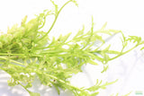 Water Sprite_Thalicroides_Thicer Leaves_Aquarium Plant For Sale