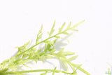 Water Sprite_Thalicroides_Thicer Leaves_Aquarium Plant For Sale