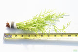 Water Sprite_Thalicroides_Thicer Leaves_Aquarium Plant For Sale