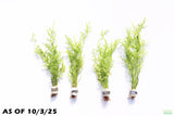 Water Sprite_Thalicroides_Thicer Leaves_Aquarium Plant For Sale
