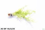 Water Sprite_Thalicroides_Thicer Leaves_Aquarium Plant For Sale