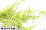 Water Sprite_Thalicroides_Thicer Leaves_Aquarium Plant For Sale