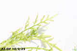 Water Sprite_Thalicroides_Thicer Leaves_Aquarium Plant For Sale