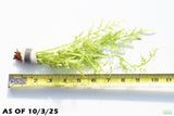 Water Sprite_Thalicroides_Thicer Leaves_Aquarium Plant For Sale