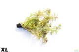 Water Wisteria XL_Hygrophila Diffomis_Aquarium Plant For Sale