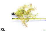 Water Wisteria XL_Hygrophila Diffomis_Aquarium Plant For Sale