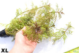 Water Wisteria XL_Hygrophila Diffomis_Aquarium Plant For Sale
