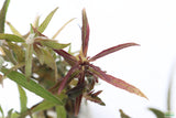 hygrophila lacustris_Aquarium Plant For Sale