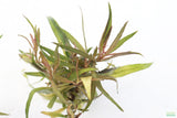 hygrophila lacustris_Aquarium Plant For Sale