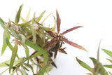 hygrophila lacustris_Aquarium Plant For Sale