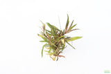 hygrophila lacustris_Aquarium Plant For Sale