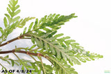 hygrophila pinnatifida_Aquarium plant for sale