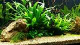 New Growth on a low light aquarium plant- Java Fern Shown