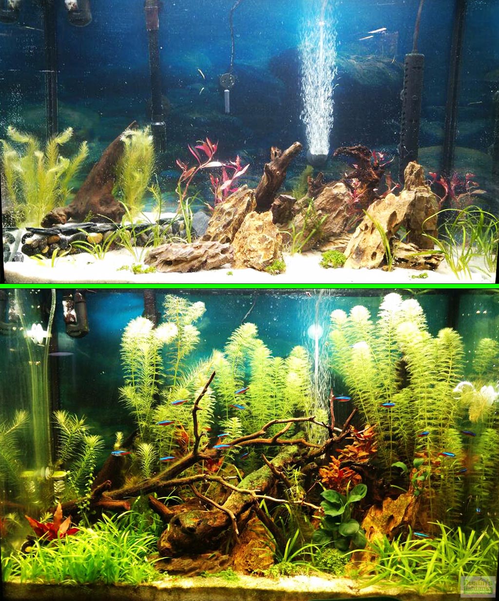 Source Planted substrate sand water grass mud fish tank