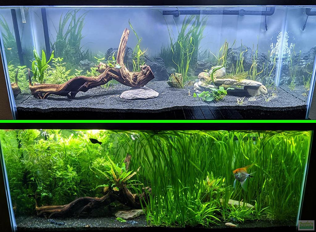 planted tank fertilizer A+ "Must Have for Planted Tanks" Plant Booster GROWTH JUICE- (Our OWN – DustinsFishtanks