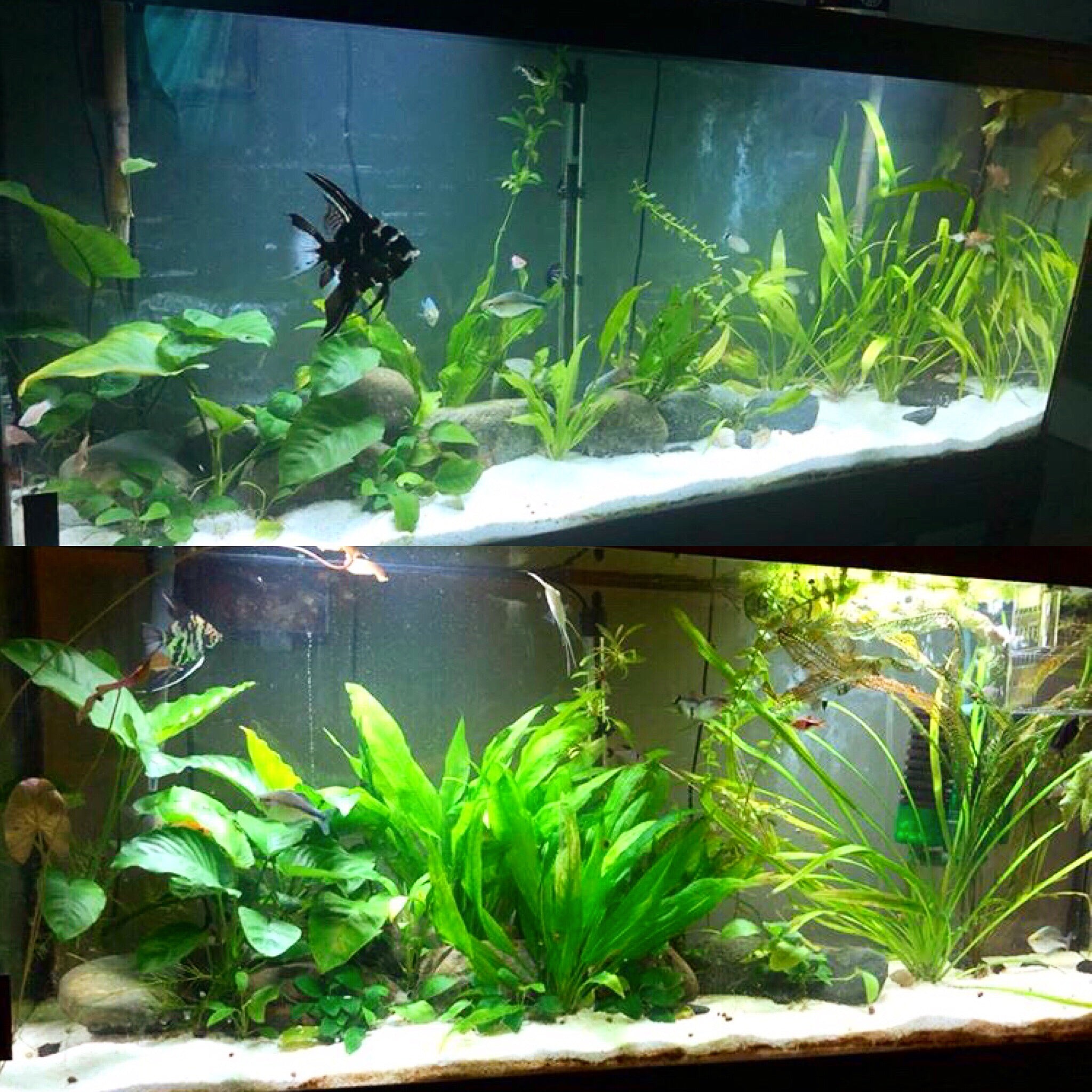plastic amazon sword plant Random Amazon Sword (BOUND)
