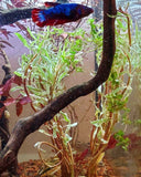 Ludwigia arcuata 'White' (Stunning Rare Plant)