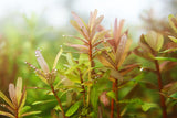 Ammania Gracilis (Thick RED Aquarium Plant) BF23