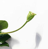 Anubias Nana (Our Best Selling Anubias Aquarium Plant) BF25