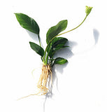Anubias Nana (Our Best Selling Anubias Aquarium Plant) BF25