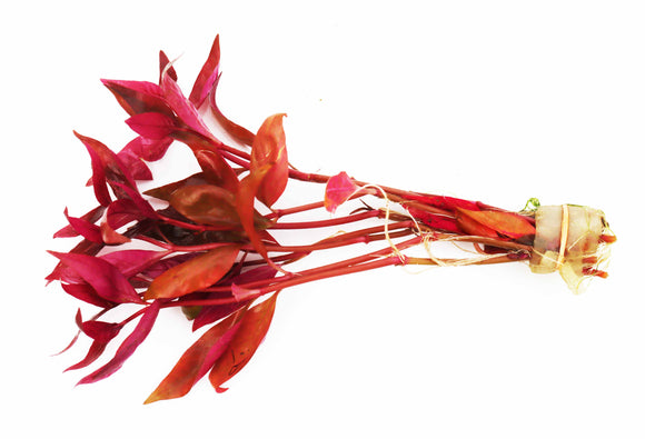 Alternanthera Reineckii Regular_Aquarium Plant For Sale