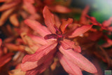 Ammania Gracilis_Thick Red Aquarium Plant_Red Plants_Red Aquarium Plants_reds_ammanias_Aquarium Plant_Aquarium Plants_Aquarium Plants for sale
