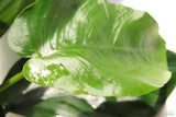 Anubias barteri broadleaf Bare root. Aquarium Plant For Sale. Anubiases Anubias Plant. Plants. Aquarium plants. 