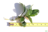 Anubias Coffeefolia Bare Root Aquarium Plant For Sale_Aquarium Plants For Sale_Anubias barteri_Anubias varieties