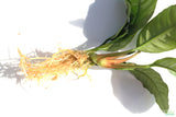 Anubias Coffeefolia Bare Root Aquarium Plant For Sale_Aquarium Plants For Sale_Anubias barteri_Anubias varieties