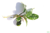 Anubias Coffeefolia Bare Root Aquarium Plant For Sale_Aquarium Plants For Sale_Anubias barteri_Anubias varieties