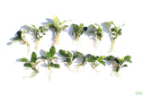 Anubias Coffeefolia Bare Root Aquarium Plant For Sale_Aquarium Plants For Sale_Anubias barteri_Anubias varieties