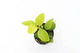 Anubias Golden Nana_Aquarium Plant For Sale