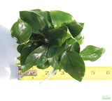 Anubias Nana Potted_Aquarium Plant For Sale_Aquarium Plants For sale_anubias varieties
