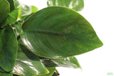 Anubias Nana Potted_Aquarium Plant For Sale_Aquarium Plants For sale_anubias varieties