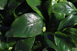 Anubias Nana Potted_Aquarium Plant For Sale_Aquarium Plants For sale_anubias varieties