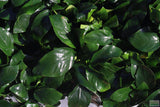 Anubias Nana Potted_Aquarium Plant For Sale_Aquarium Plants For sale_anubias varieties
