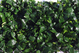 Anubias Nana Potted_Aquarium Plant For Sale_Aquarium Plants For sale_anubias varieties