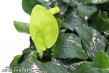 Anubias Nana Potted_Aquarium Plant_Aquarium PLants for sale