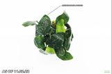 Anubias Nana Potted_Aquarium Plant_Aquarium PLants for sale